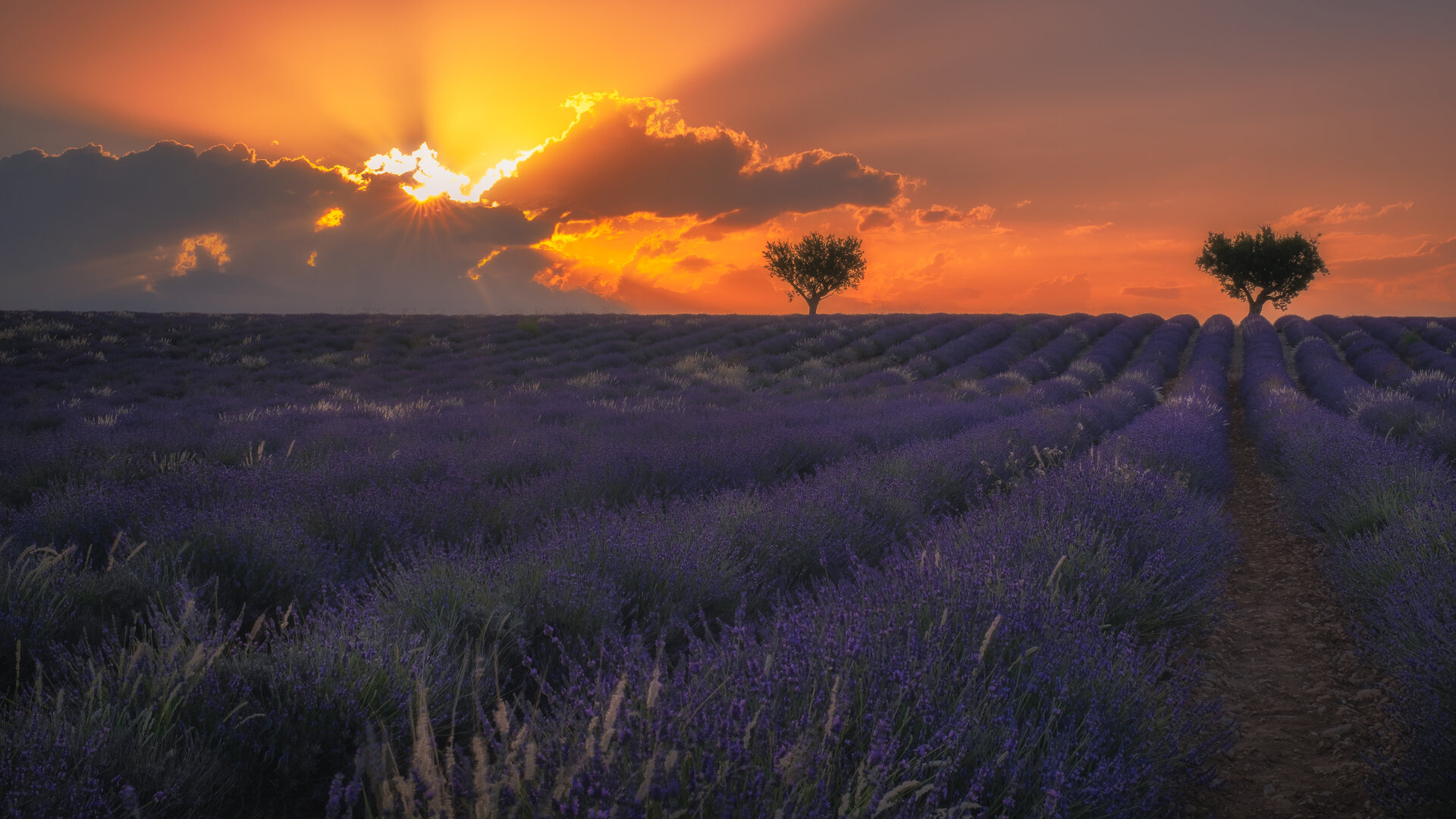 Lavender fields | Author Tefik Rustemov - Tefik | PHOTO FORUM