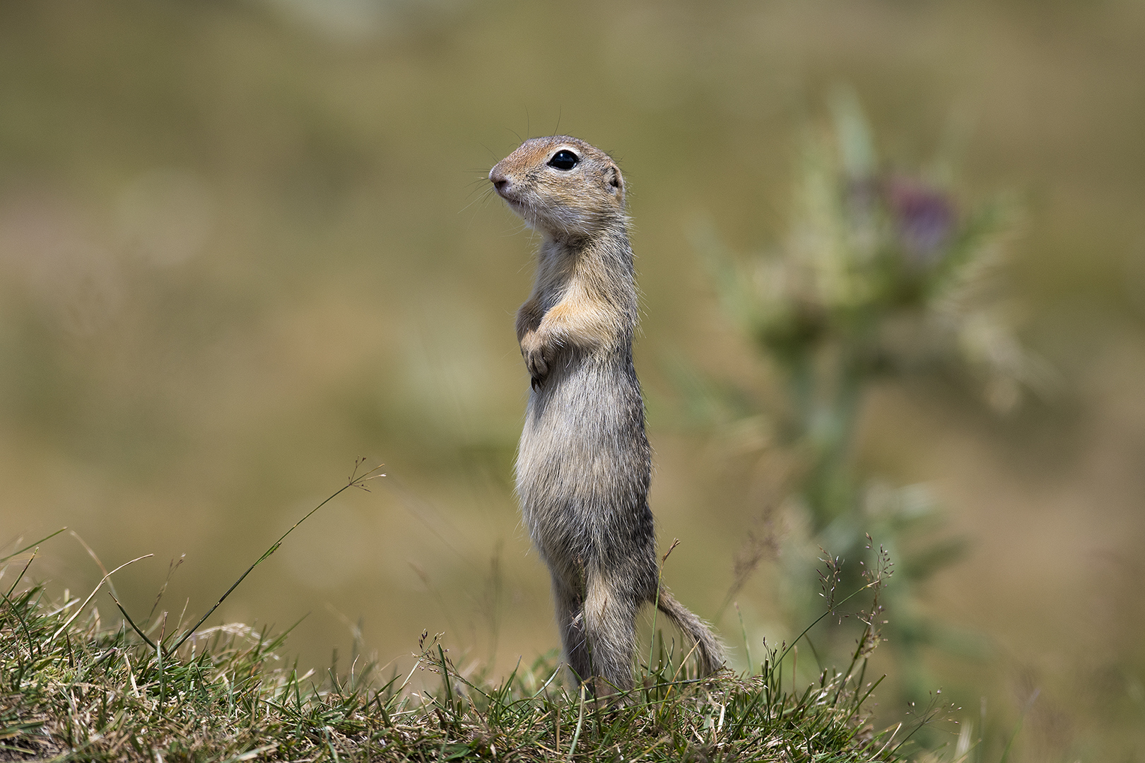 Photo in Wild life | Author Rossitsa Vassileva - rosivas | PHOTO FORUM