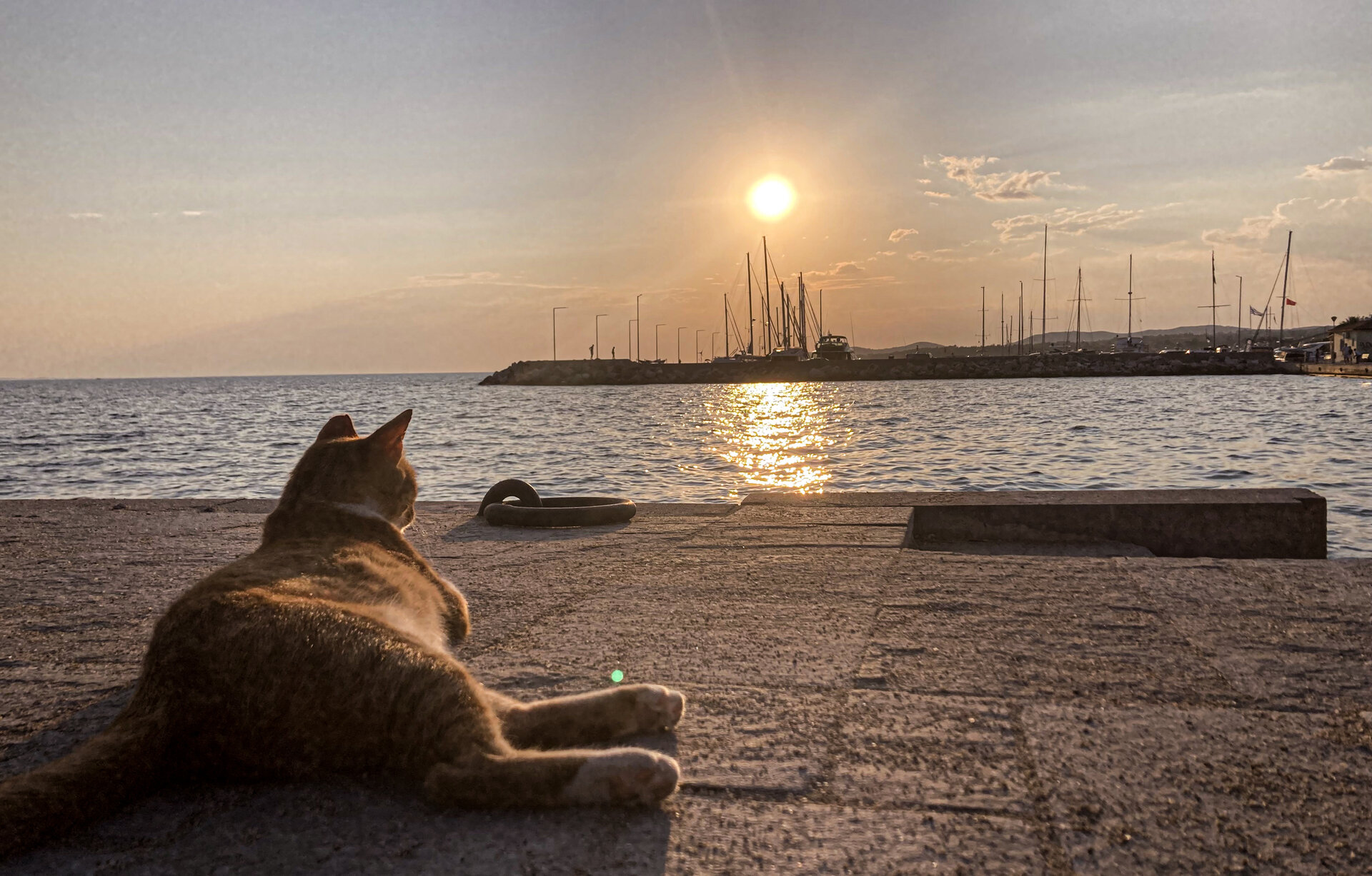Гръцка маца гледа залеза | Author Kristina Dobreva - Myyoungerphotography | PHOTO FORUM