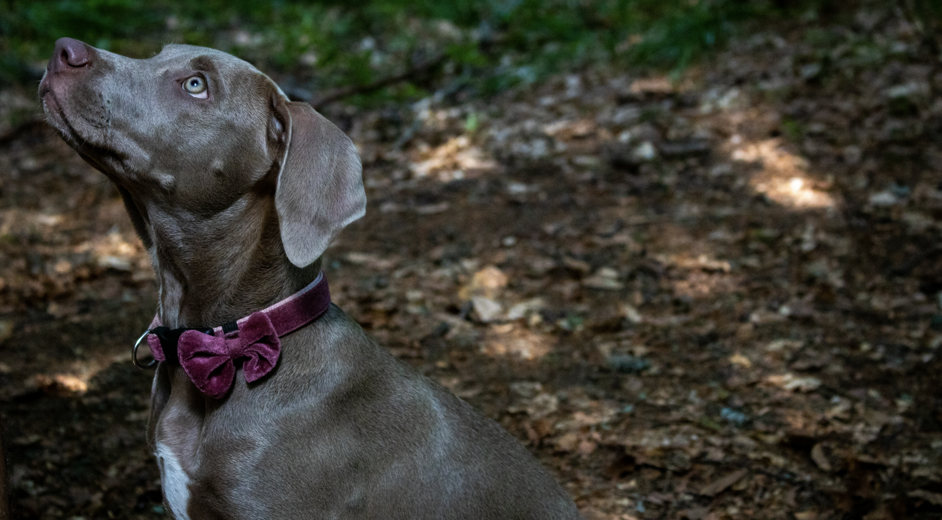 Weimaraner look от Ognian Ognianov - Ogii.photos