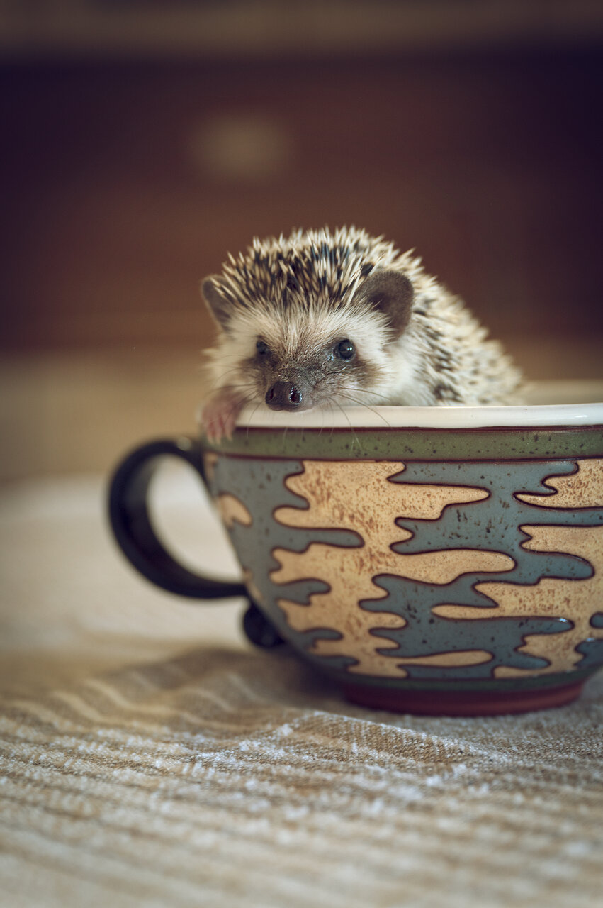 Hedgehog | Author Sakasche - rositsa_dimitrova | PHOTO FORUM