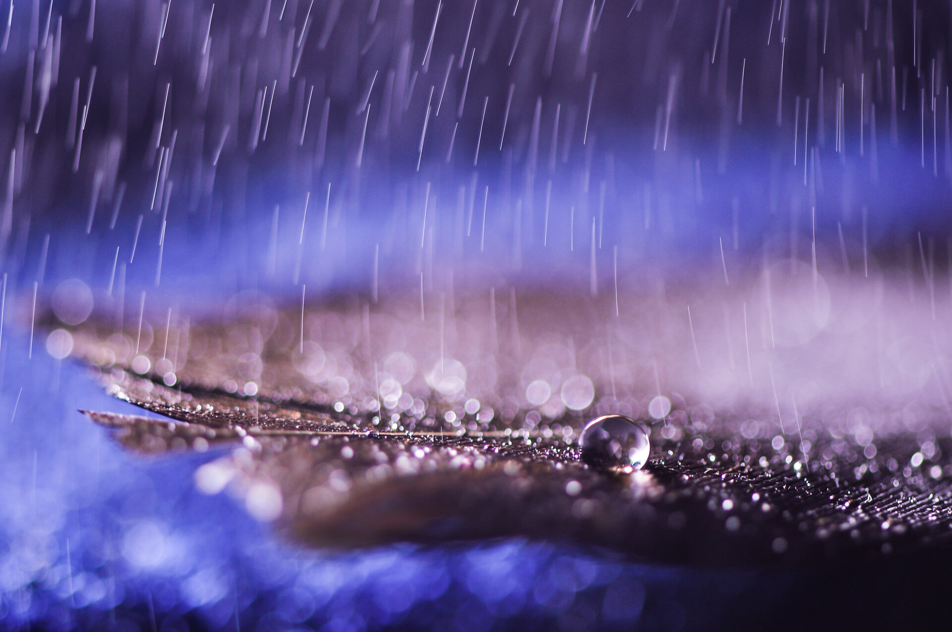 "Purple Rain" | Author Ivelina Blagoeva - _Ива_ | PHOTO FORUM
