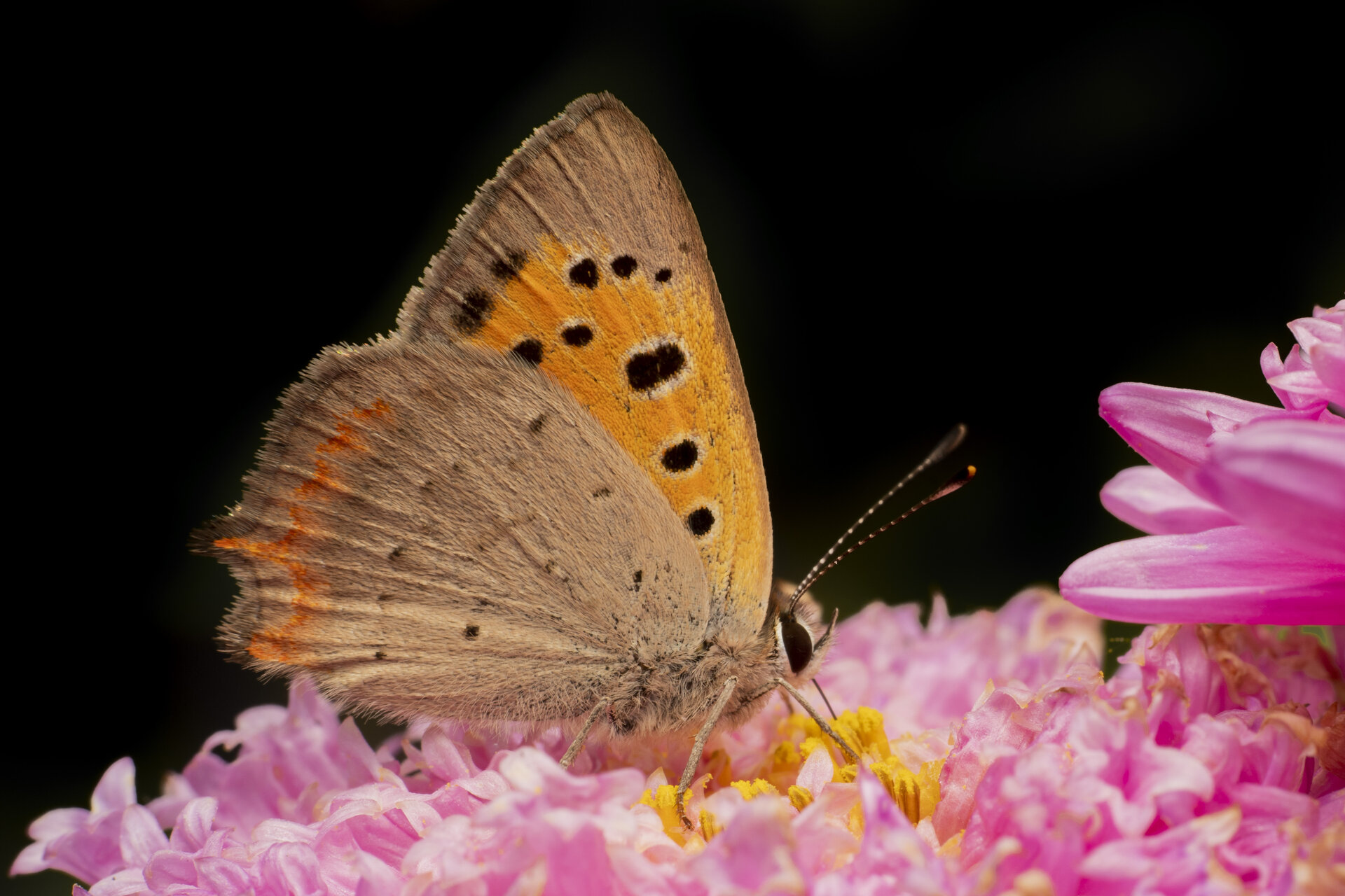 Пеперуда | Author Dobrin Ivanov - Drobeca | PHOTO FORUM