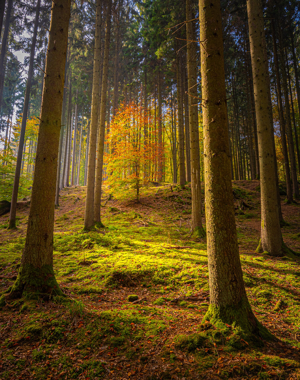 Autumn in the forest от Tefik Rustemov - Tefik