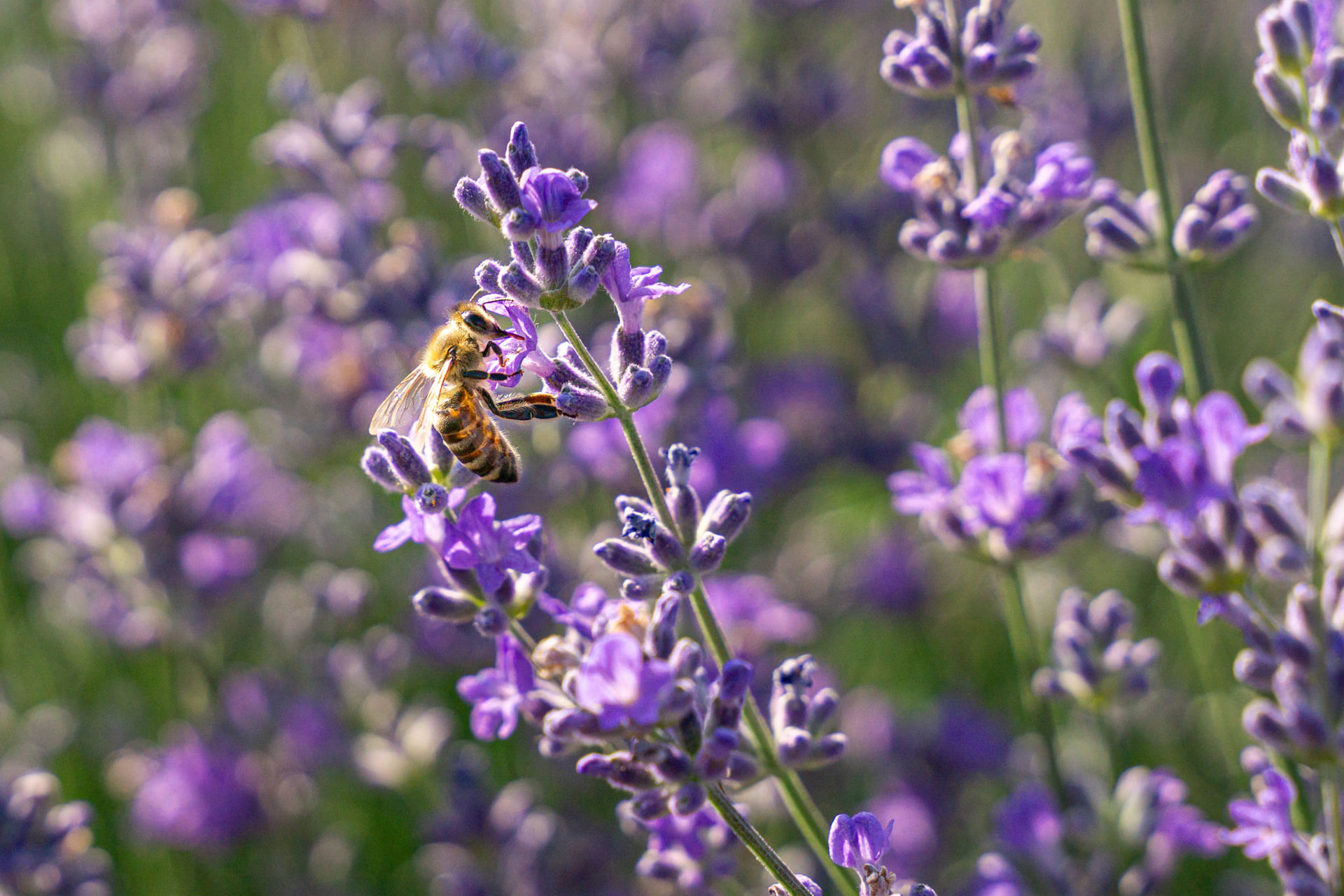 Lavender time от Plamena Naydenova - PlamNay