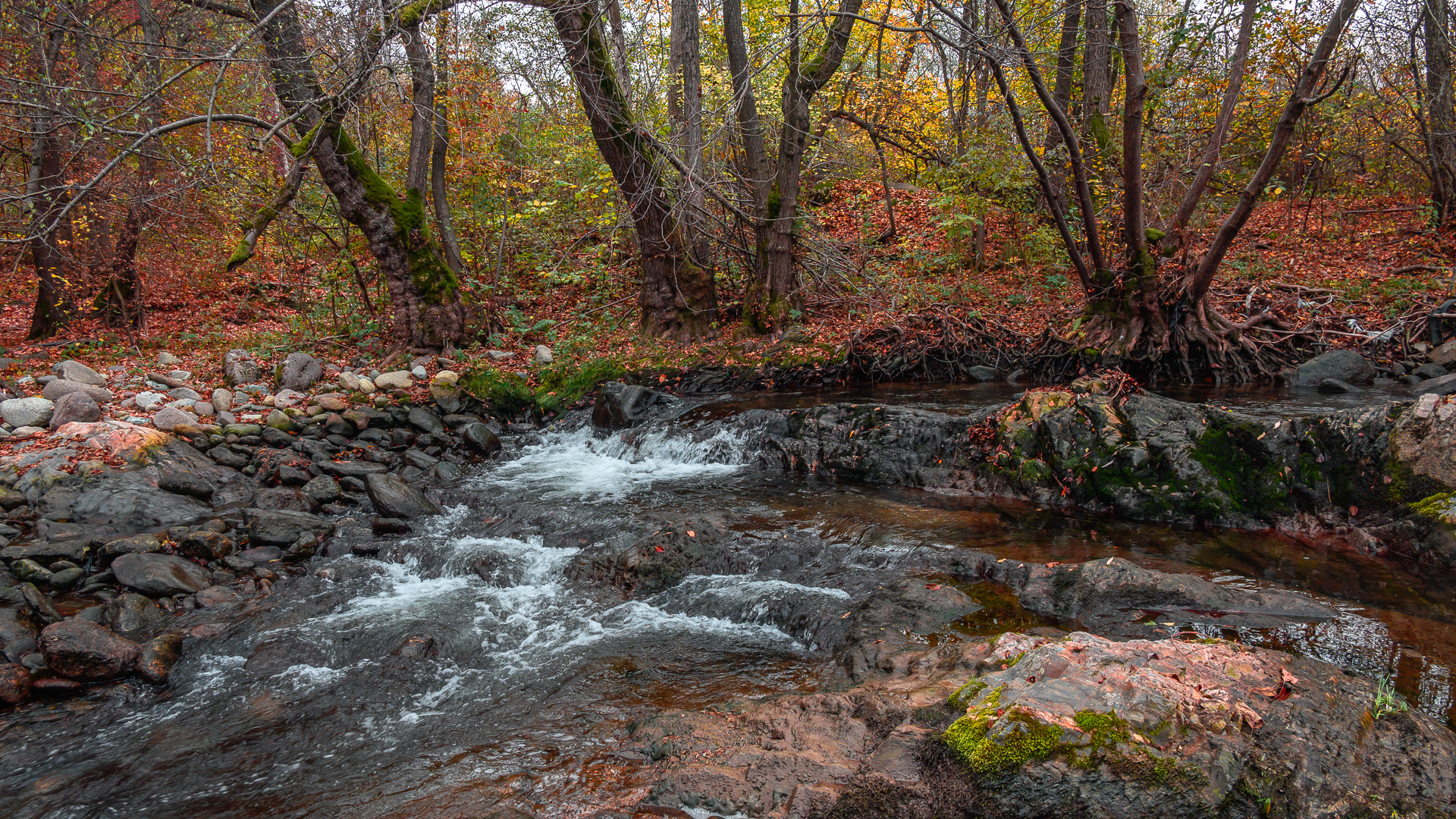 Есен край реката от Milen Mladenov - resco
