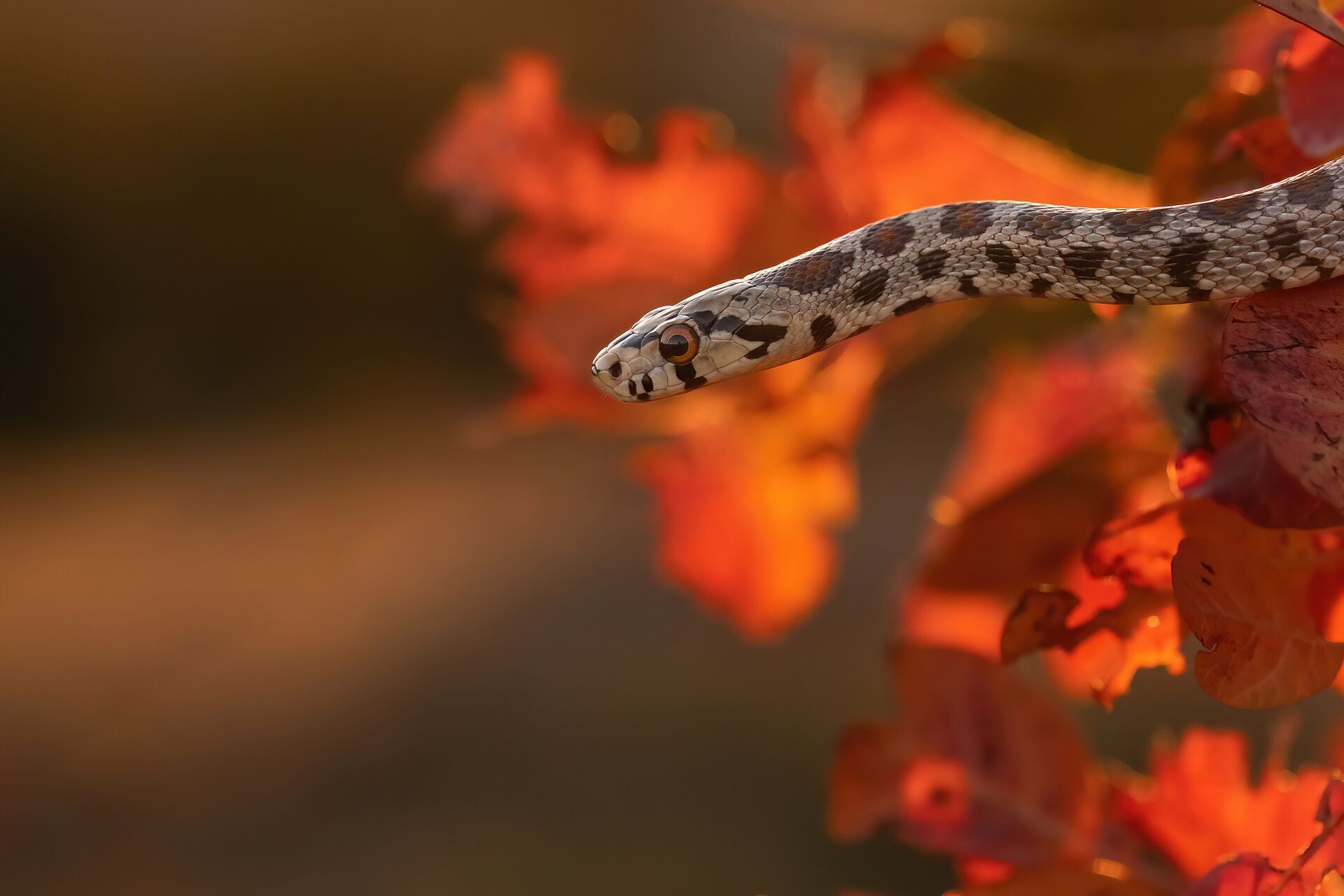 Леопардов смок | Author Martin Popov - imartin | PHOTO FORUM