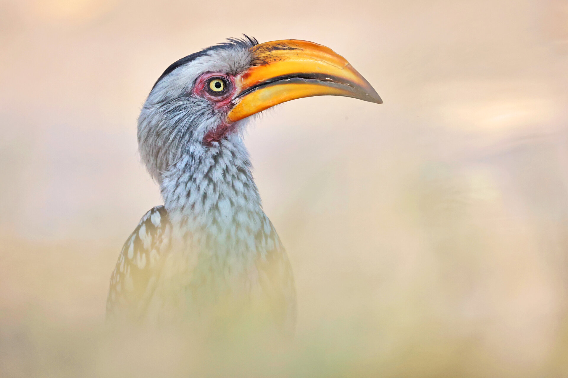 Southern yellow-billed hornbill от Dimitar Nedelchev - dametoo