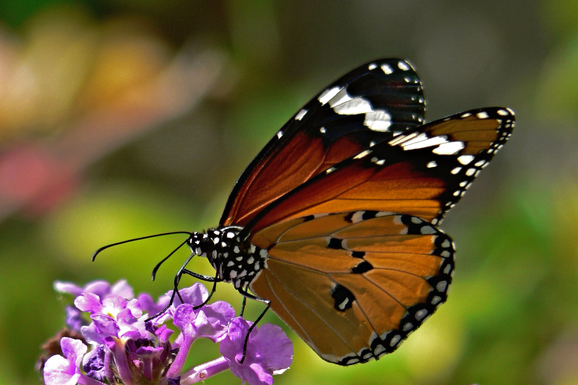 Danaus chrysippus от Martin Danovski - Martinis72