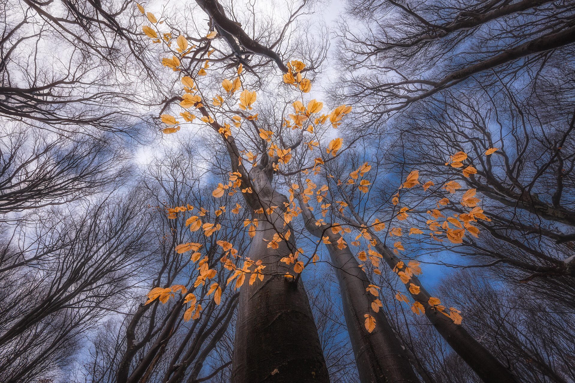 Есен през зимата | Author Zhenya Madzharova-Petrova - Egwene_al_Vere | PHOTO FORUM