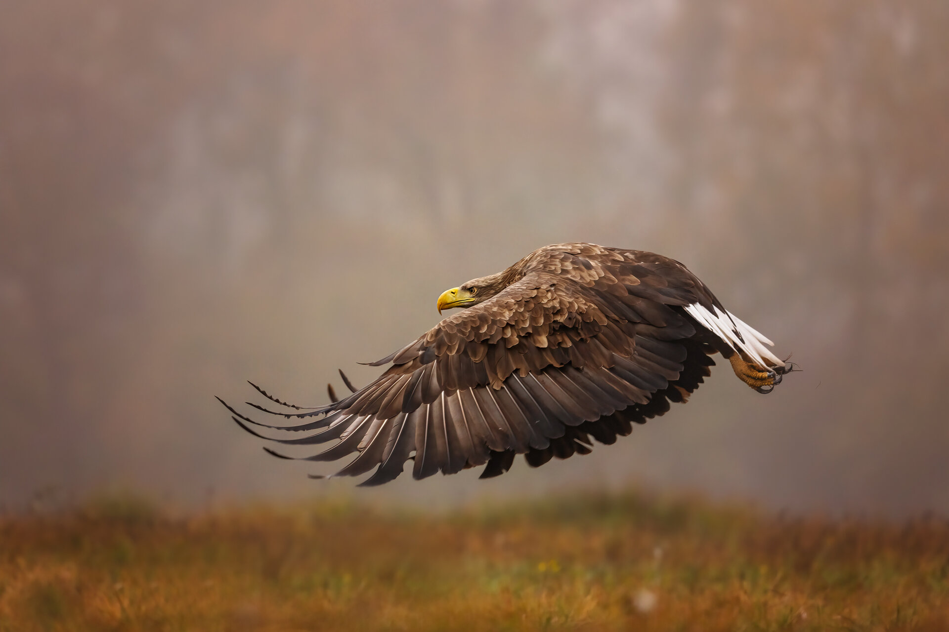 Морски орел... | Author Eddie Adamov - edobg | PHOTO FORUM