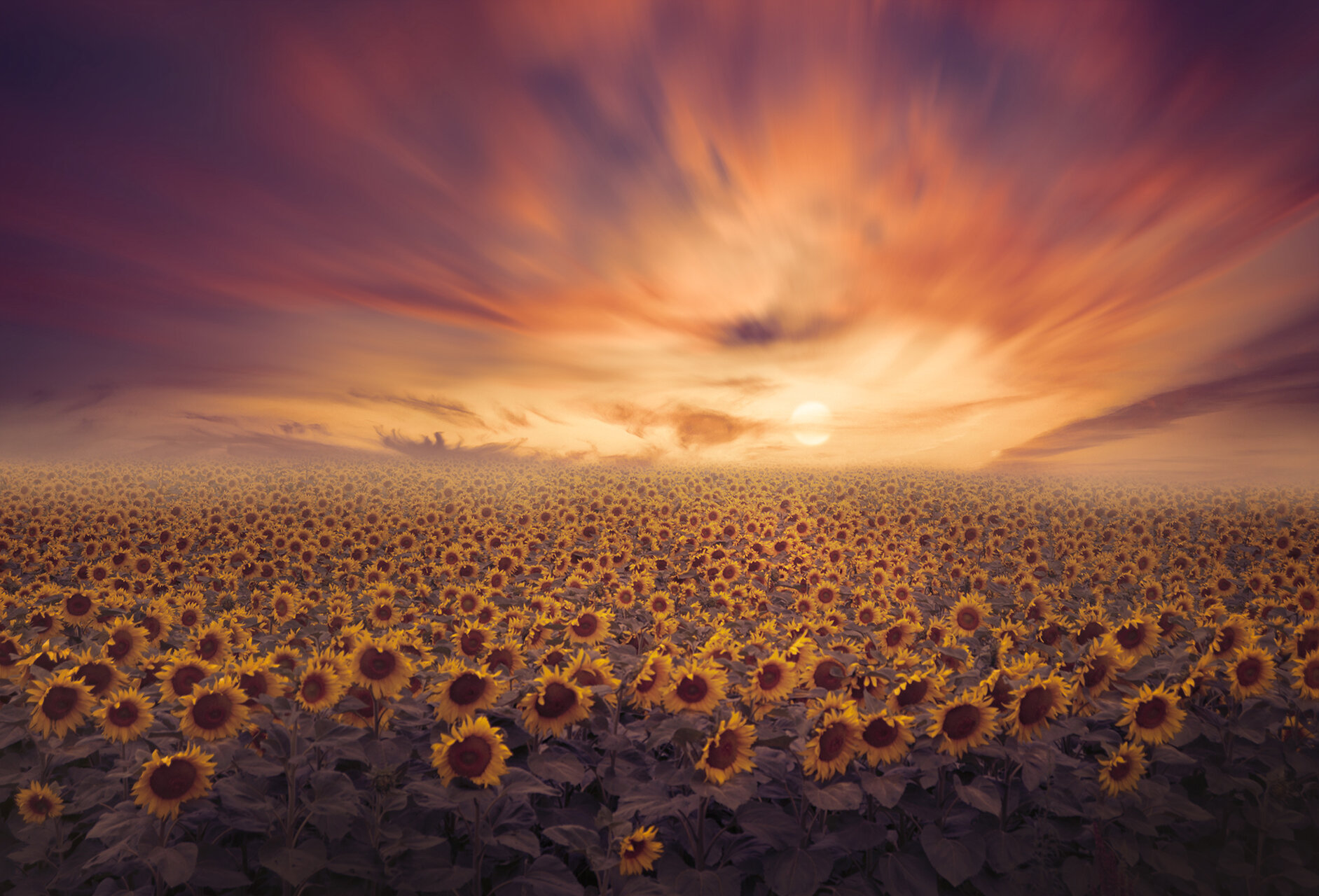 ...Magical Sunflower Field... от Nikki Georgieva  V E G A N I K - vega_nik