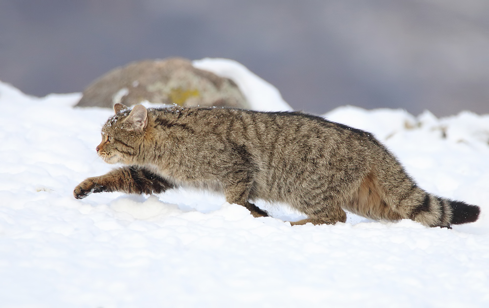дива котка/European wildcat/Felis silvestris | Author Mladen Vasilev - mladvas | PHOTO FORUM