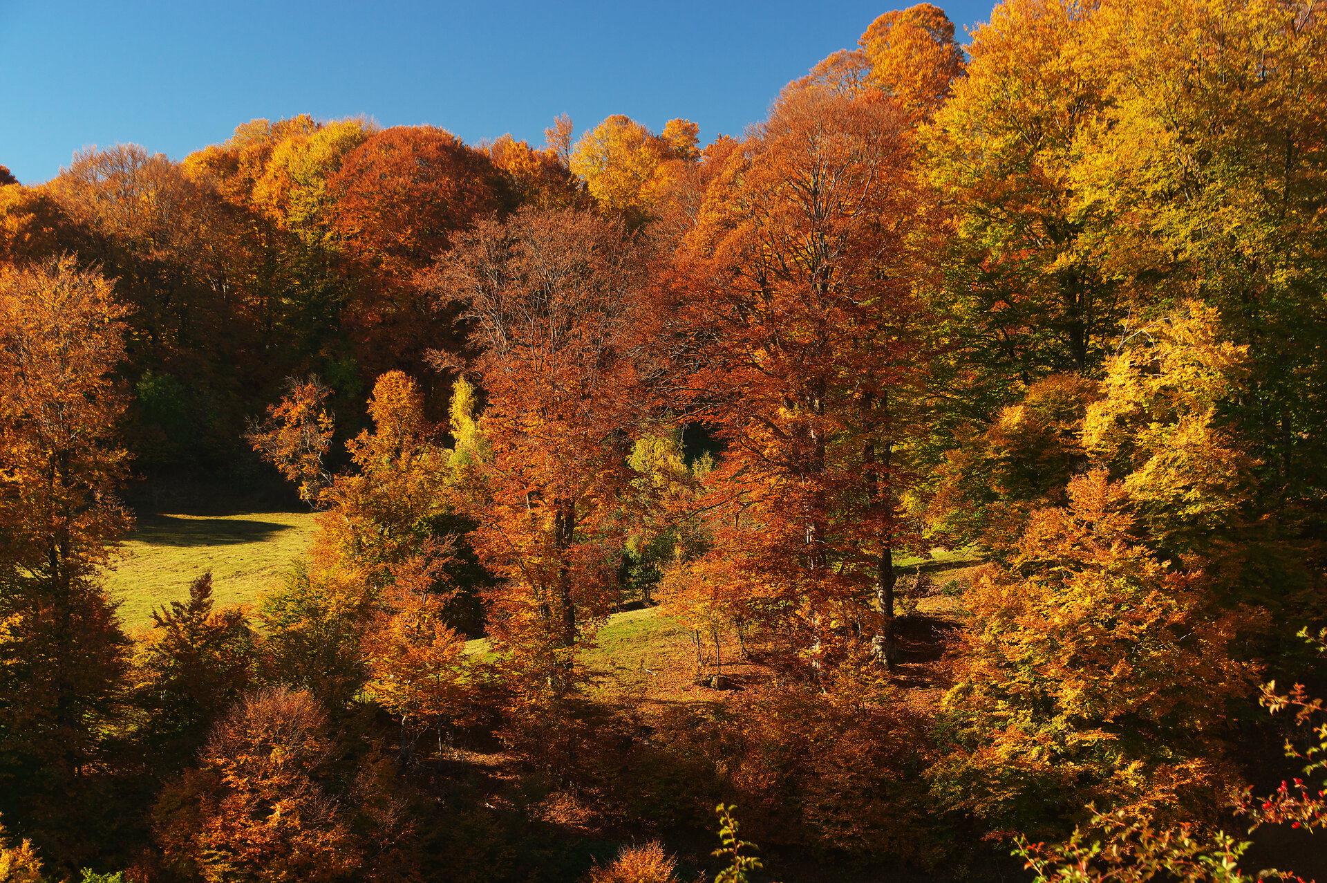 Цветовете на есента от  - sevdelin