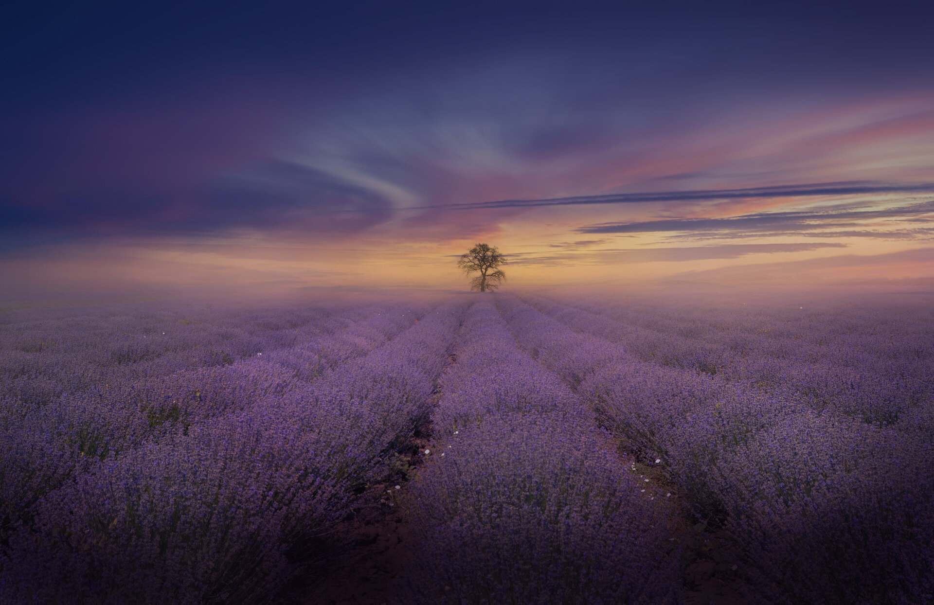 Misty Lavender field от Nikki Georgieva  V E G A N I K - vega_nik