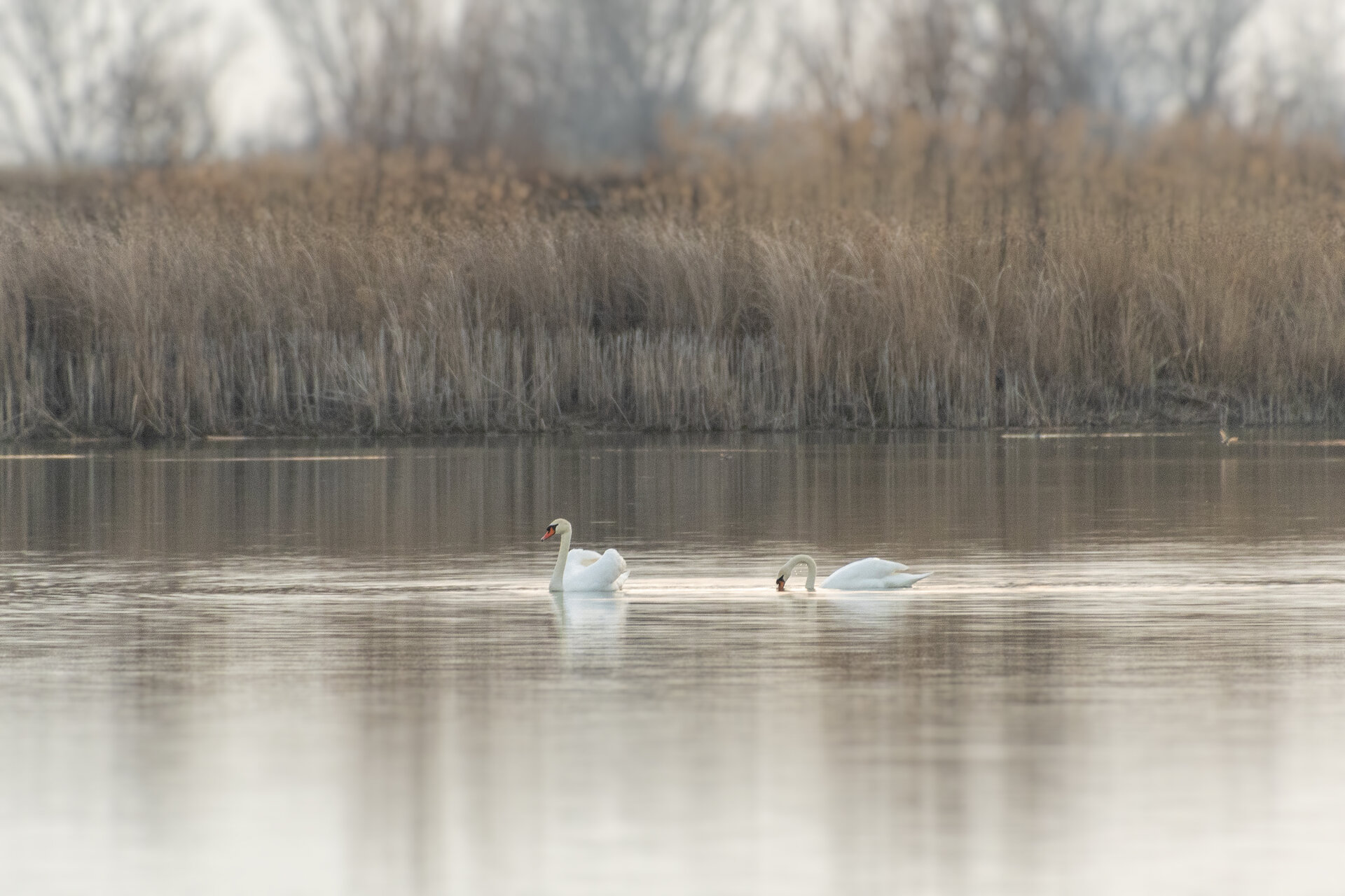 Лебедово езеро | Author Mincho Karavastev - Minski | PHOTO FORUM