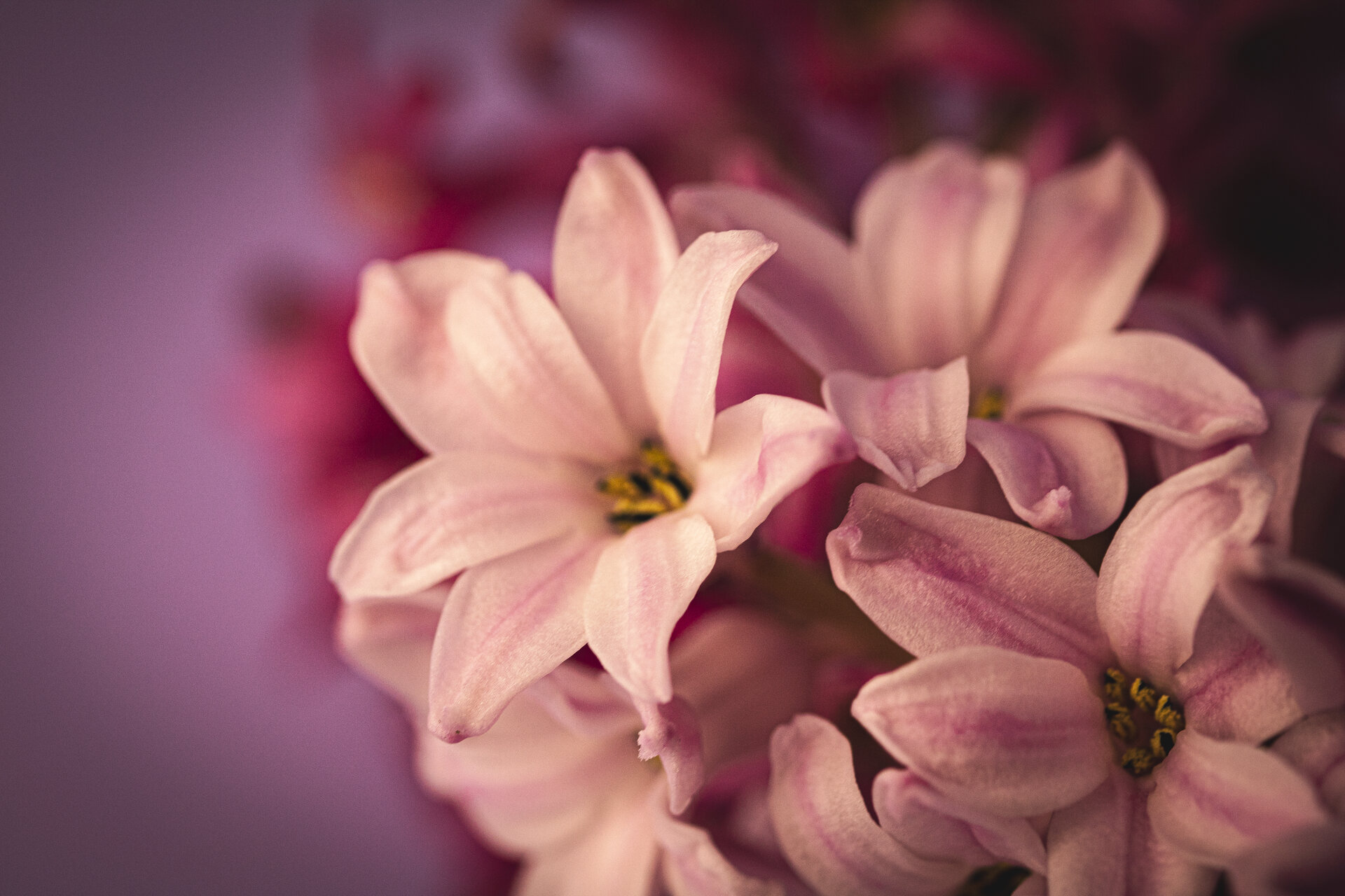 С аромат на пролет | Author Iliyana Georgieva  - IliyanaG_ | PHOTO FORUM
