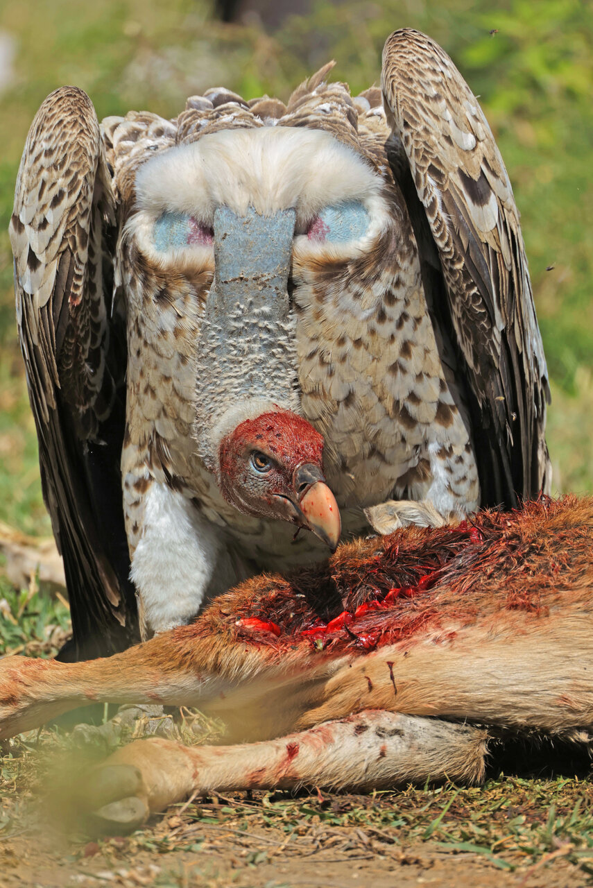 Red-Blooded Vulture | Author Dimitar Nedelchev - dametoo | PHOTO FORUM