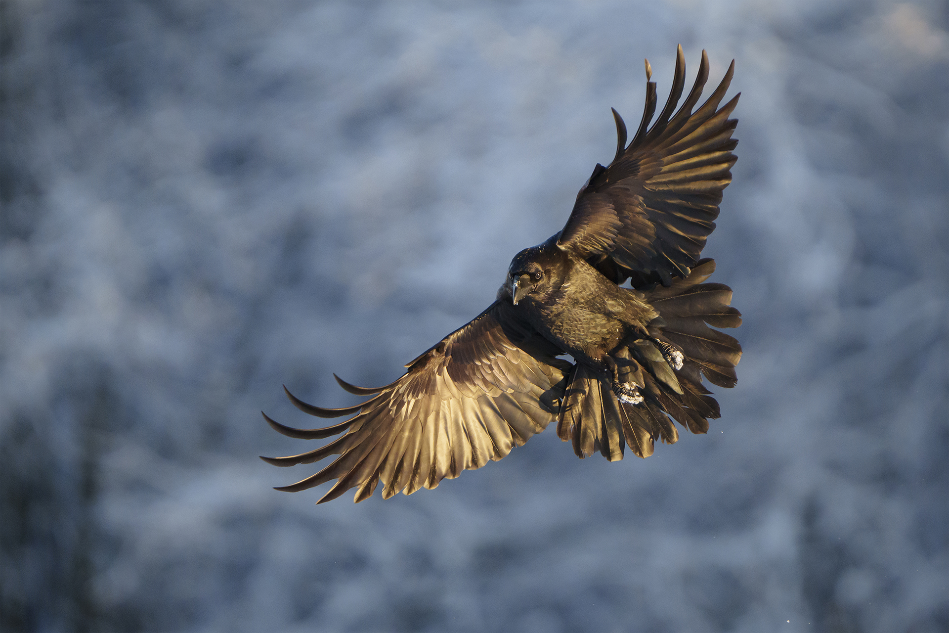 Гарван (Corvus corax) от Веселин Граматиков - vgramatikov