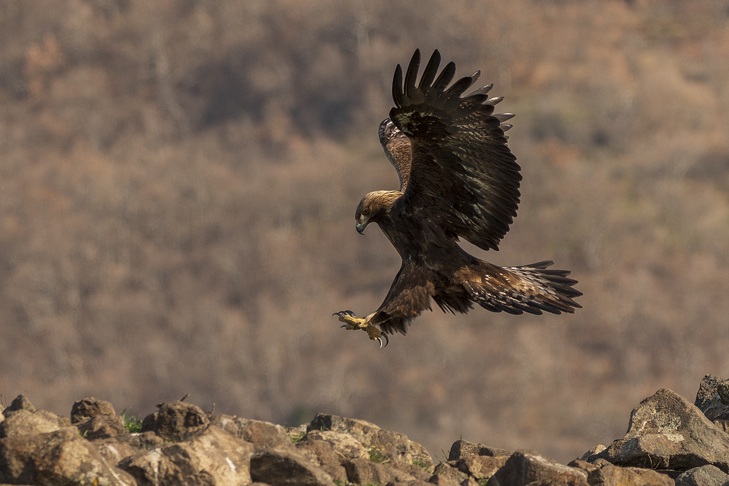 Скален орел | Author Viktor Marinov - vmmarinov | PHOTO FORUM