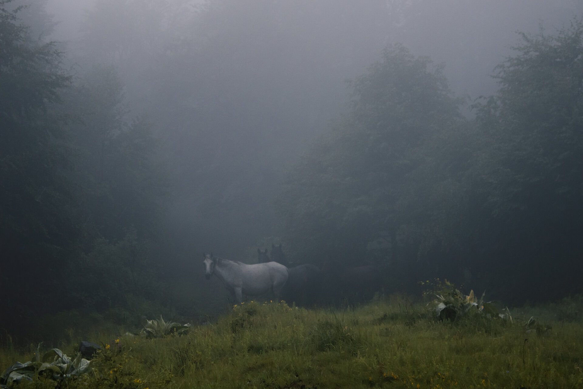Магията на конете | Author Lyubka Lazova - blondy | PHOTO FORUM