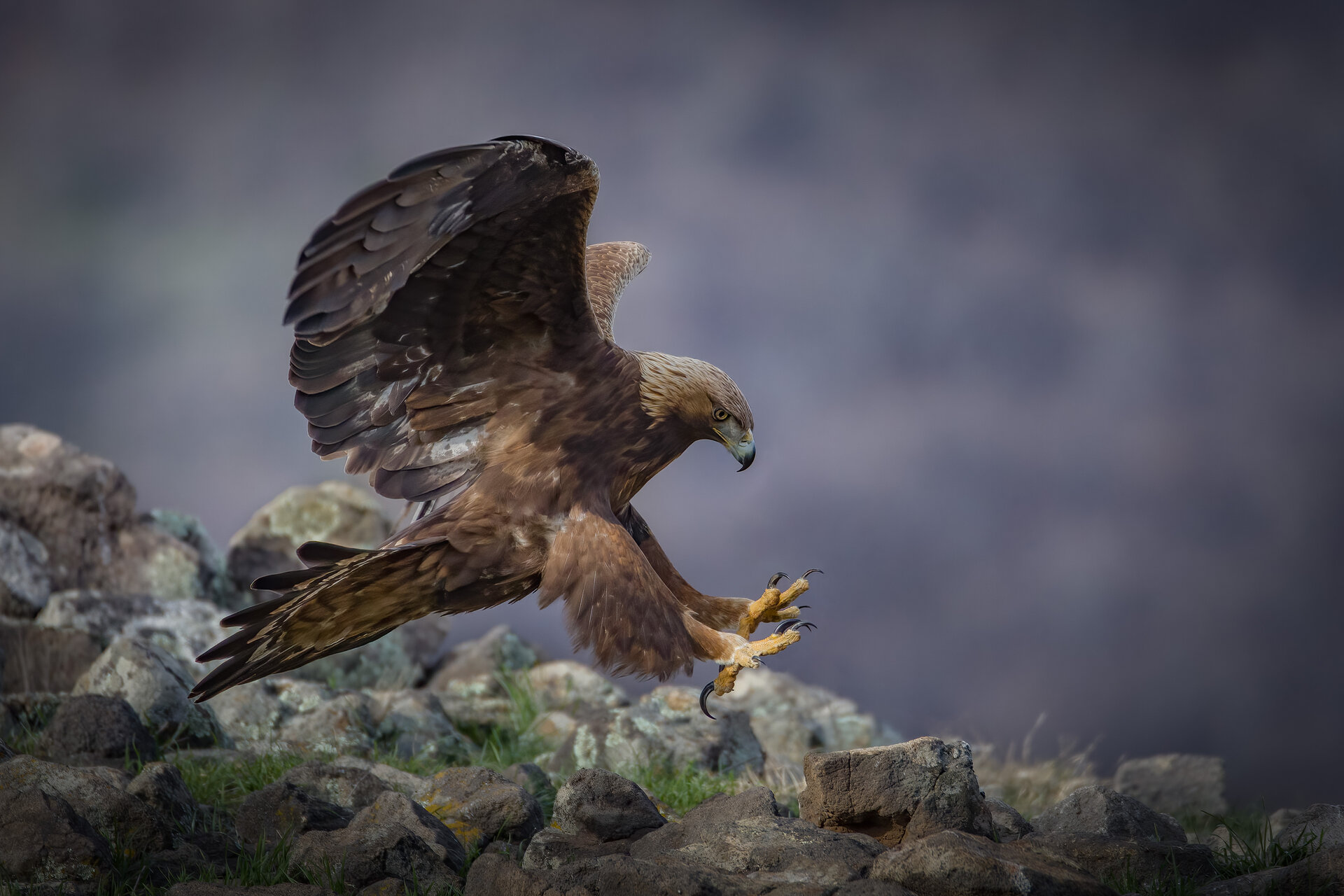 Скален орел | Author Plamen Penov - Plpenov | PHOTO FORUM