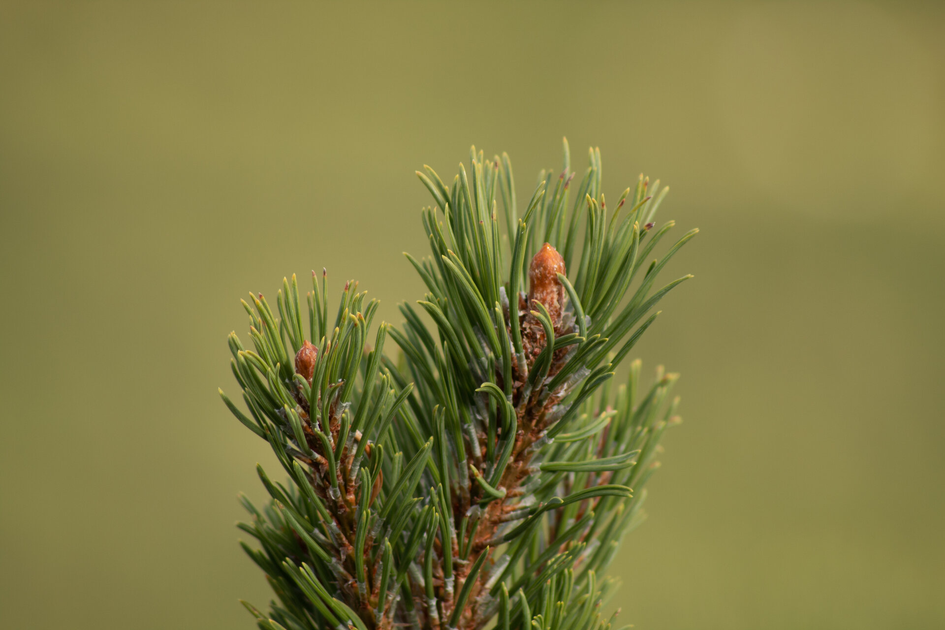 Macro pines от Kristian Dragnev - kristian9107
