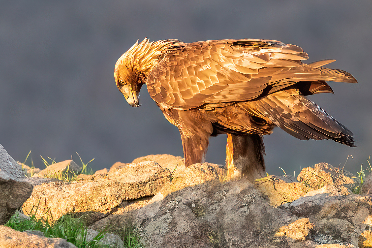 Златен скален орел | Author Viktor Marinov - vmmarinov | PHOTO FORUM