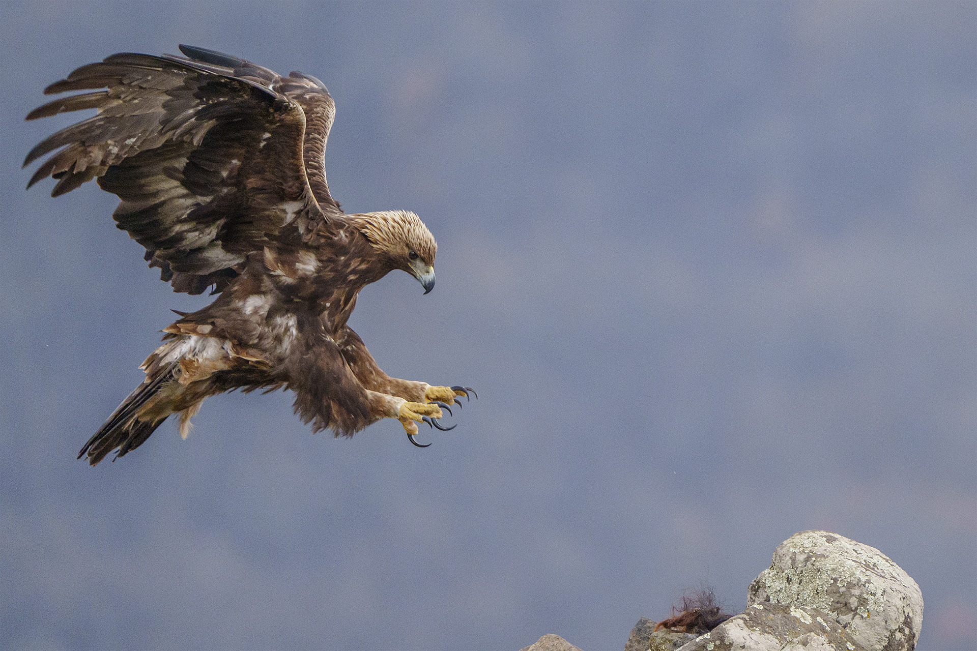 Скален орел (Aquila chrysaetos) от Веселин Граматиков - vgramatikov