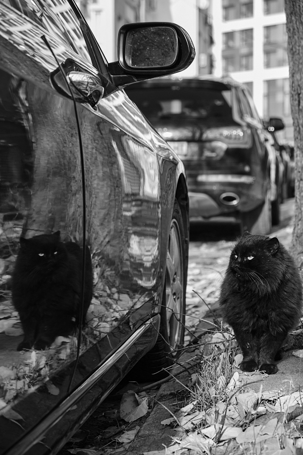 Сърдито улично коте от Tihomir Todorov - sirryan