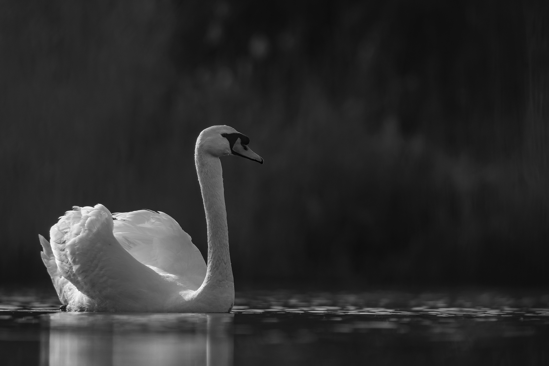 Ням лебед (Cygnus olor) от Веселин Граматиков - vgramatikov