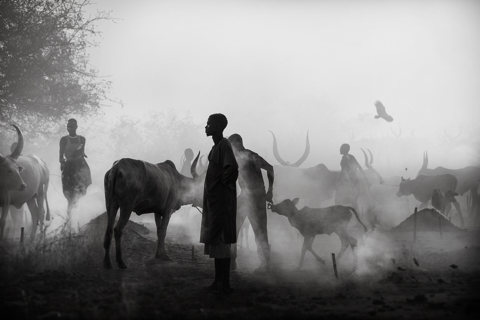 Mundari's Day Job от Svetlin Yosifov - picsvet