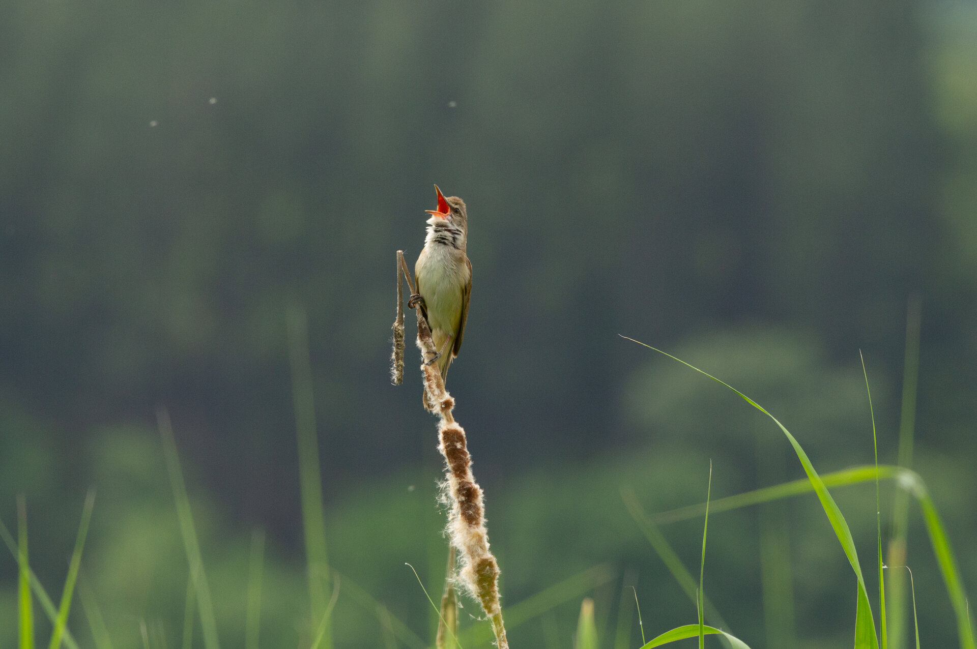 Тръстиково шаварче (Acrocephalus arundinaceus) от Йордан Йорданов - Kidon