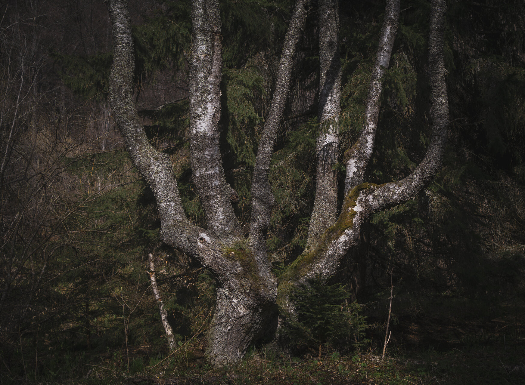 Magical forest | Author Vasil Sariev - vasilsariev | PHOTO FORUM