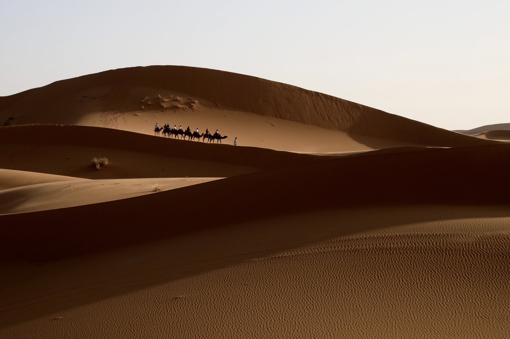 Сахара - керванът! | Author Krasimir Petrov - fanofcanon | PHOTO FORUM