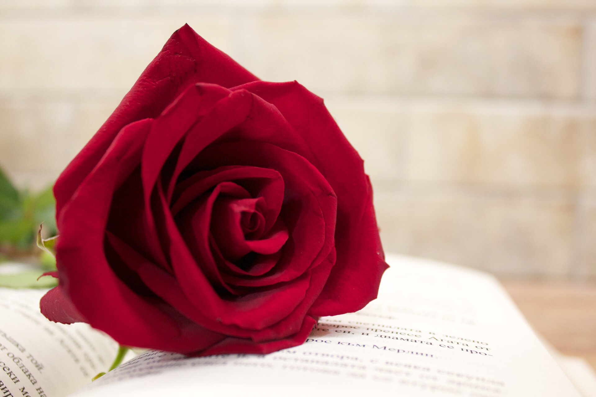 Red rose on a book от Tanya Koleva - tk.photo.star