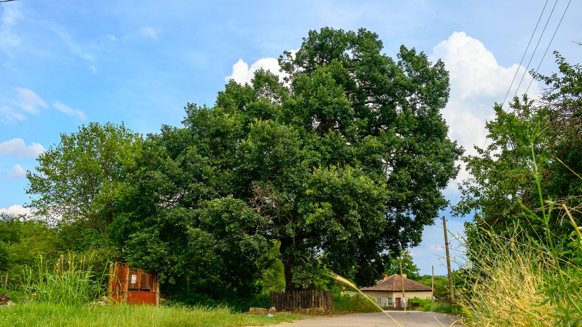 Вековното дърво в с.Върбовчец от Milen Mladenov - resco