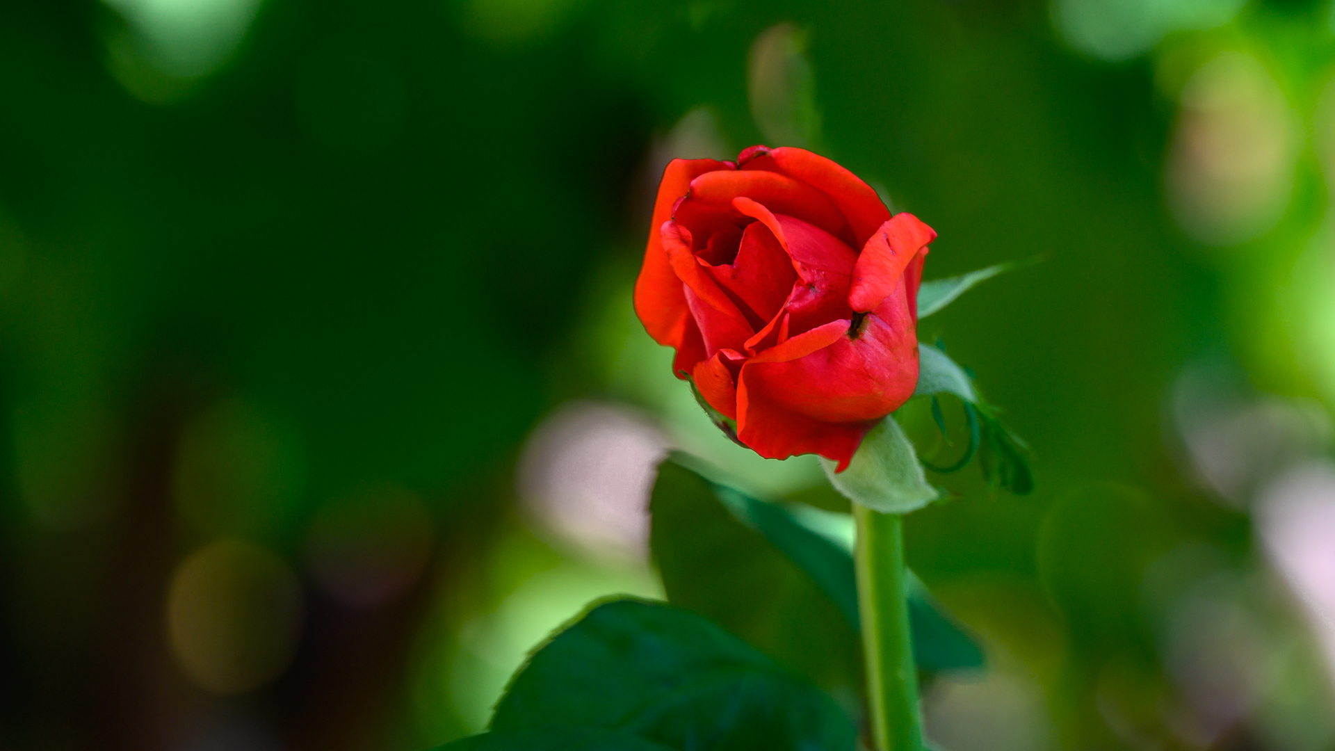 червена роза от Milen Mladenov - resco