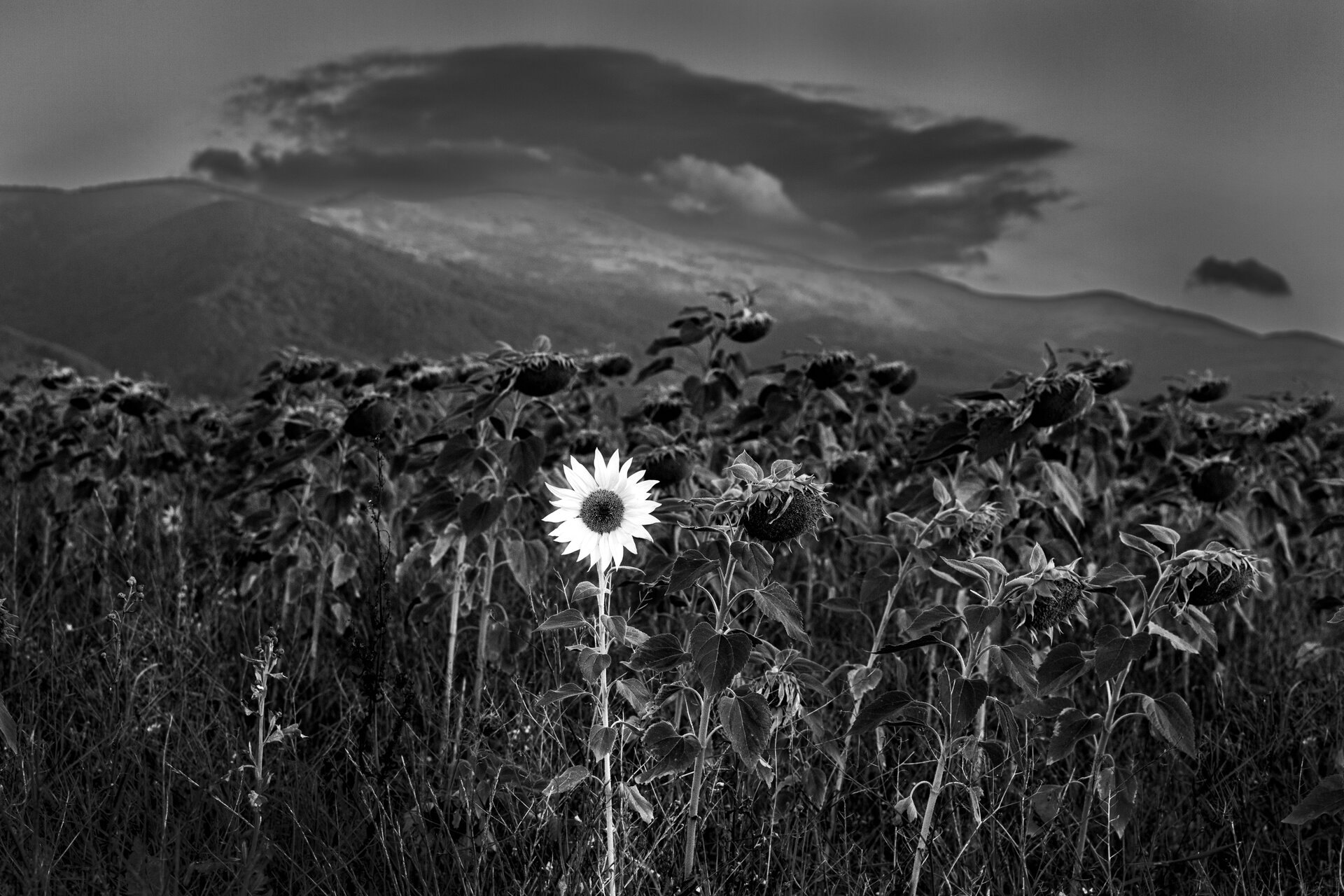 Sunflower on sunrise от Ivan Hristov - patriotbg