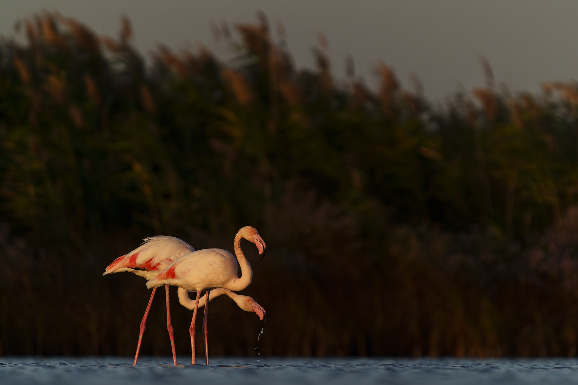 Розово фламинго (Phoenicopterus roseus) от Веселин Граматиков - vgramatikov