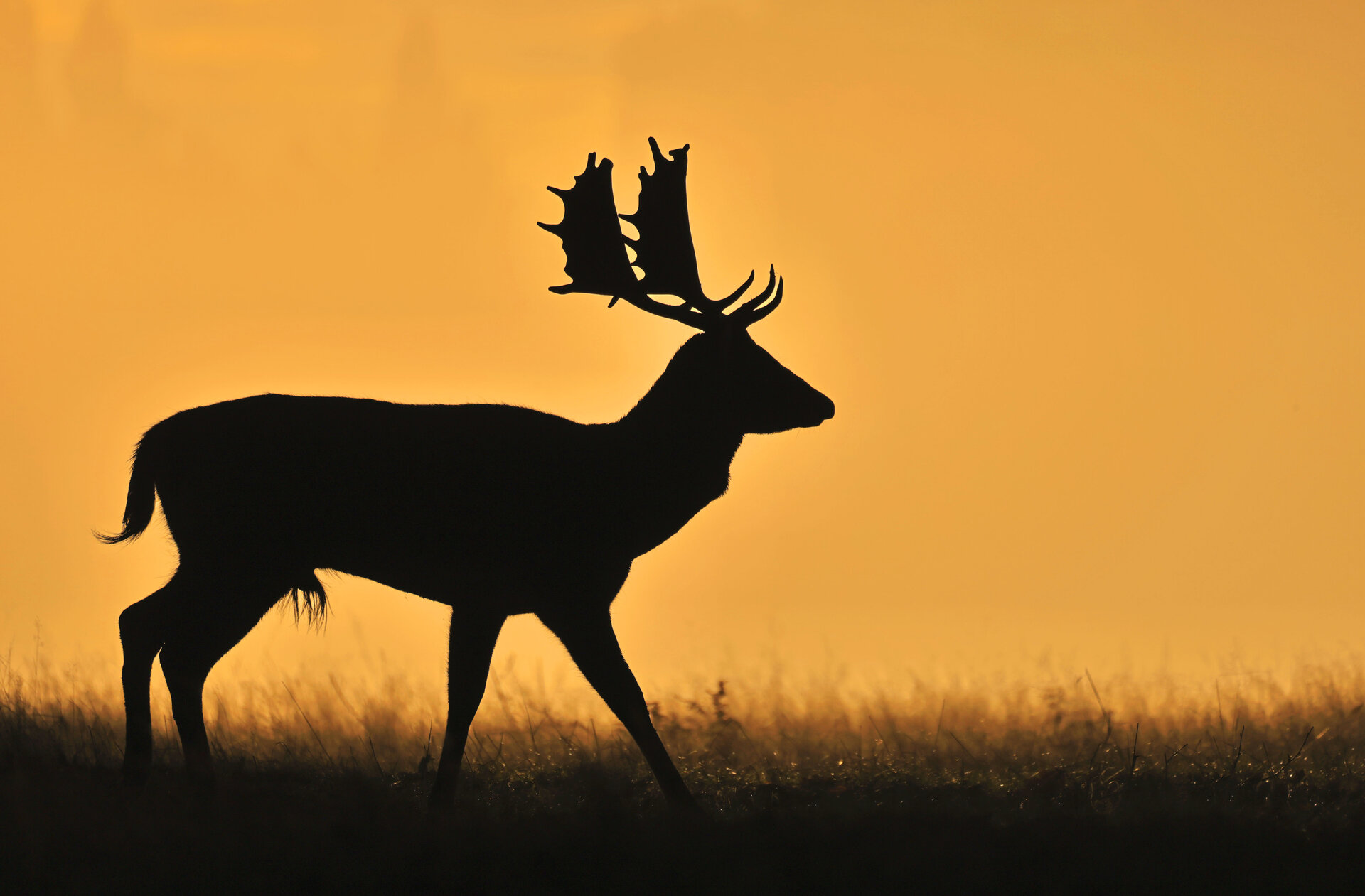 Golden Hour от Dimitar Nedelchev - dametoo