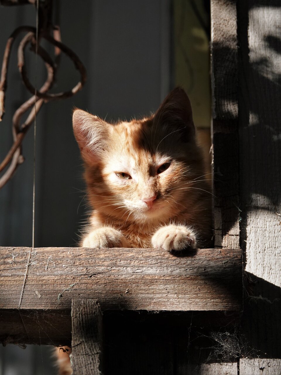 Котка №101 | Author Iakov Shustov - Photografist | PHOTO FORUM