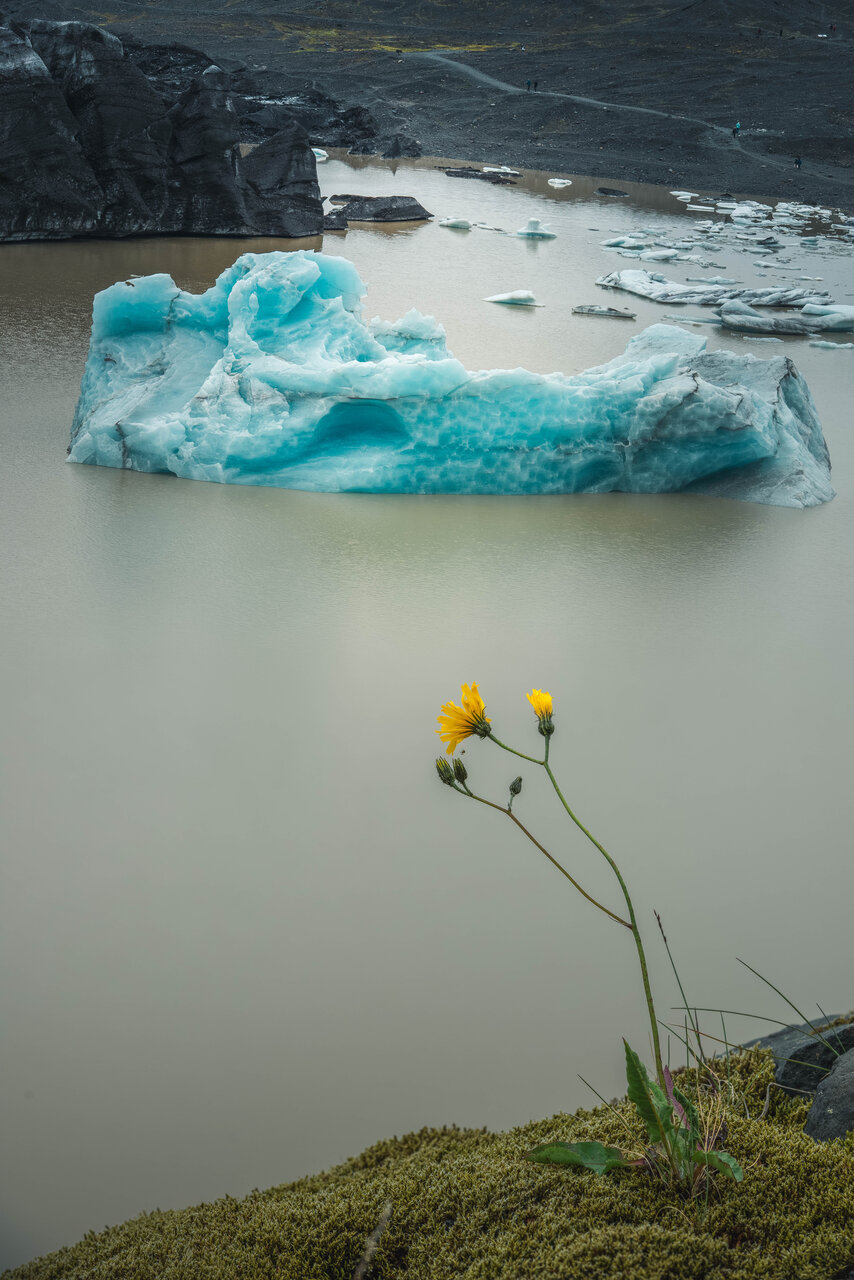 Ледникът и цветето | Author Dimo Hristev - Pablo79 | PHOTO FORUM
