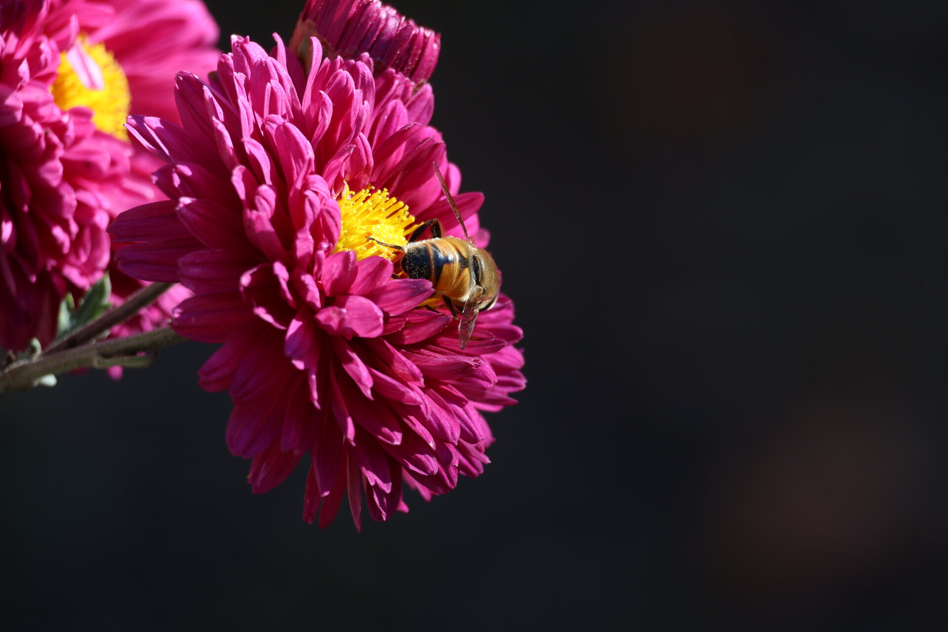 Пчела работливка от Ивана Павлова - ИванаПавлова