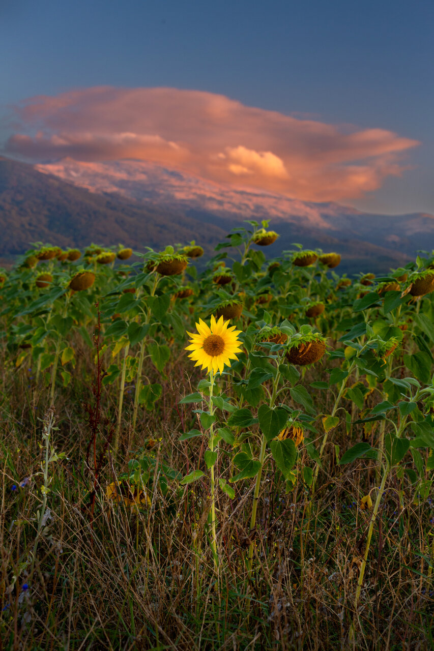 Sunflower sunrise / Слънчогледов изгрев от Ivan Hristov - patriotbg