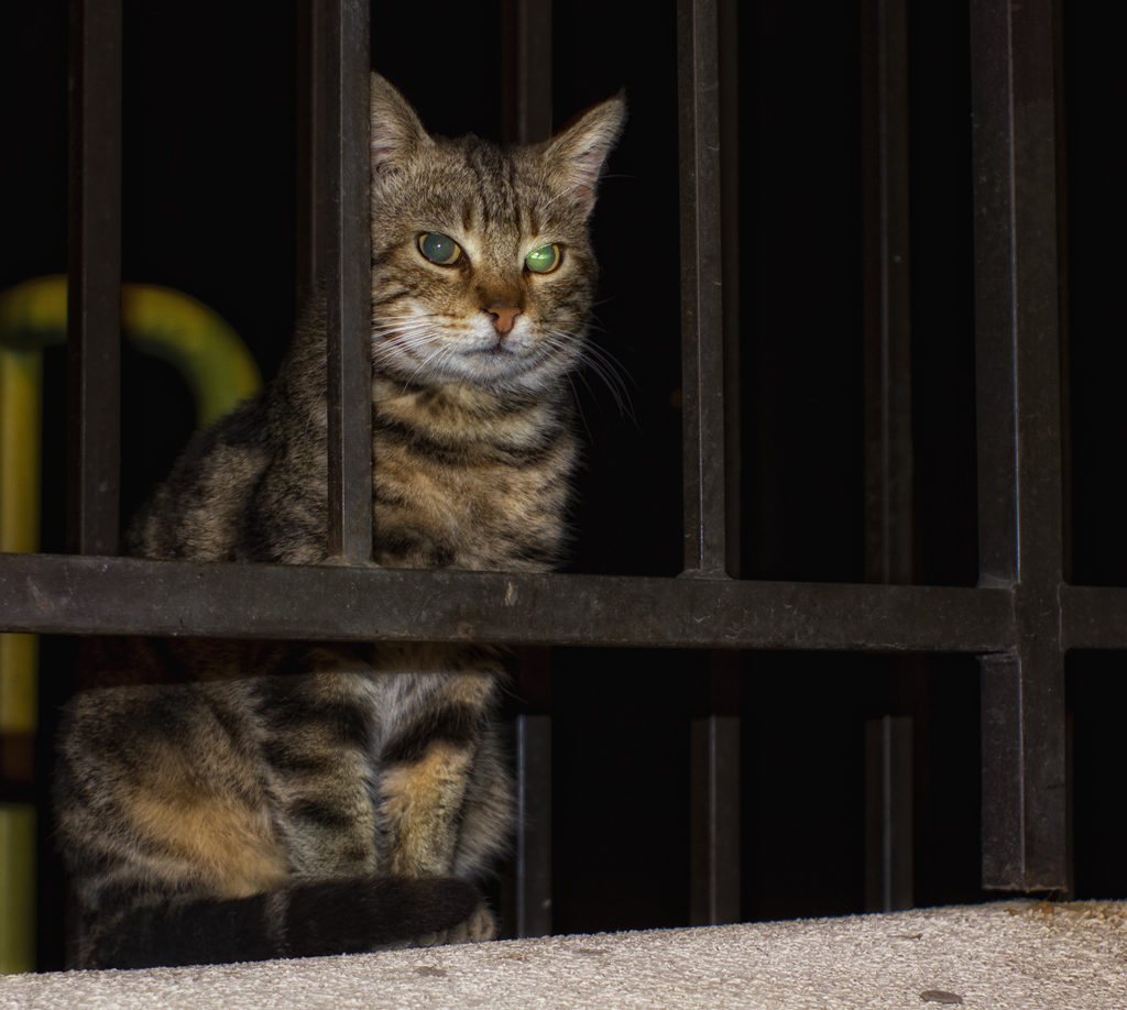 Prison or not? от Dominus Infernus - Nordavind