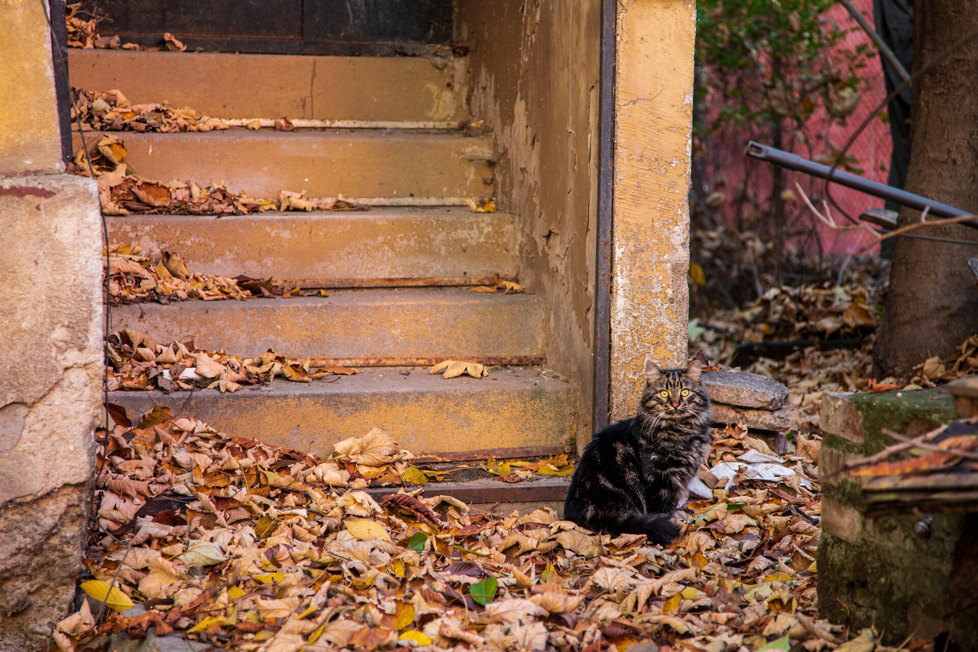 A fluffy guardian от Miroslav Marinov - mpmarinov