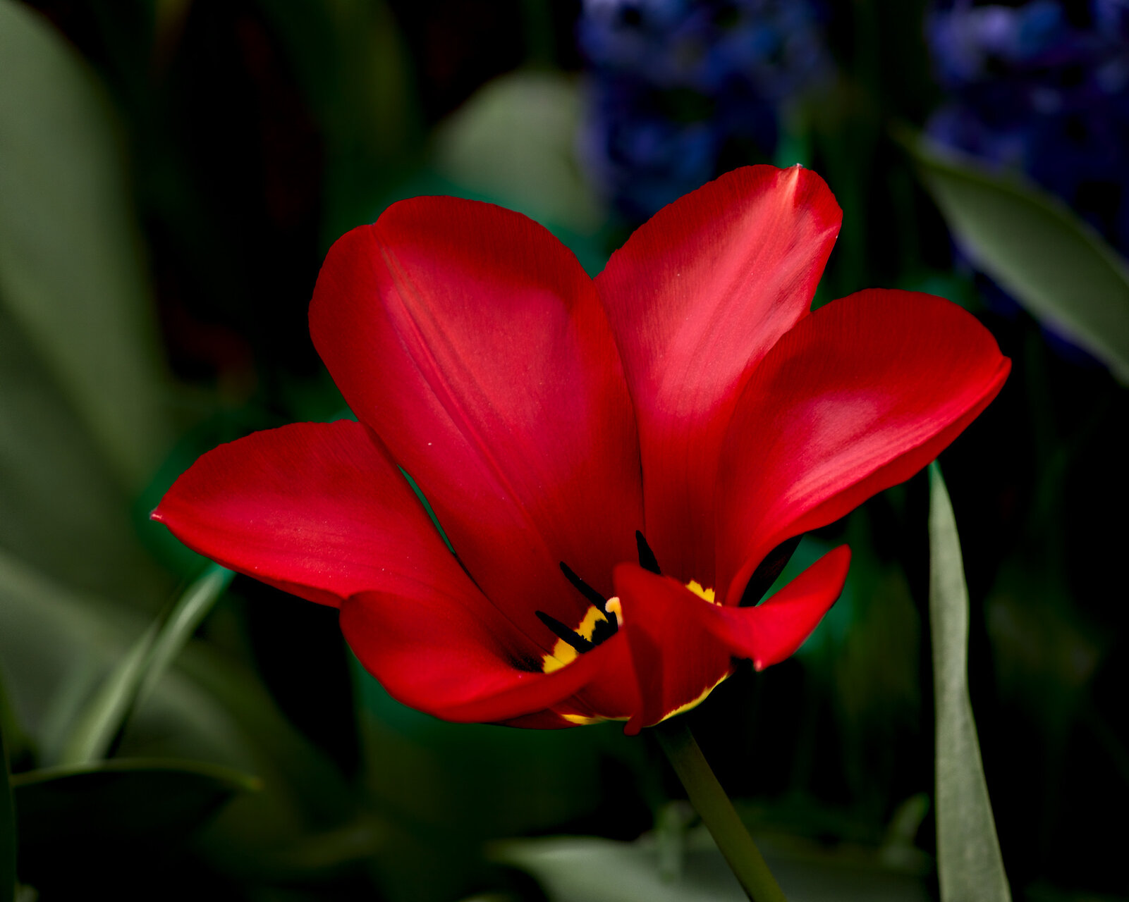 fanfan la tulipe … от Балабан Попов - ddantgwyn