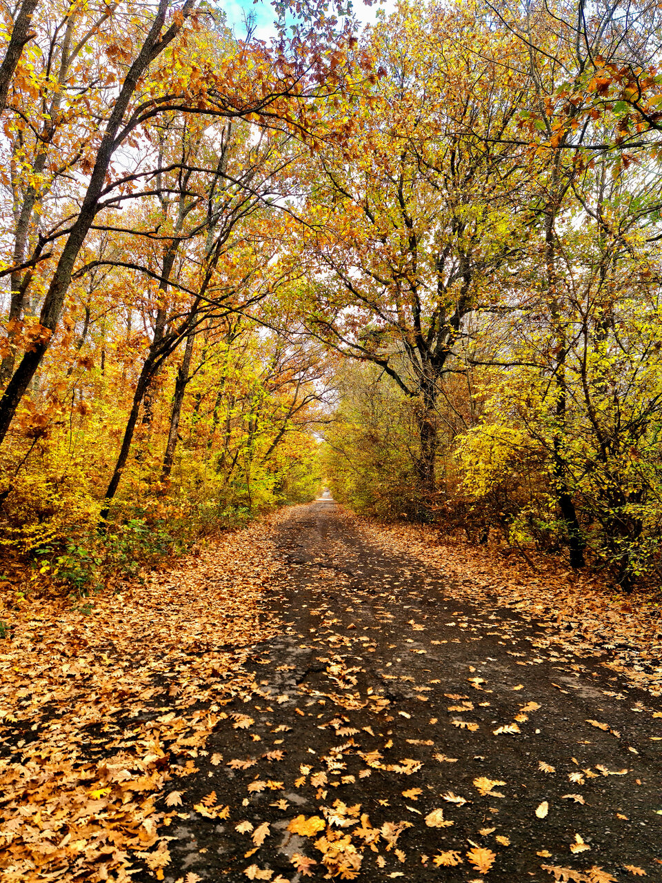 Autumn in Strandzha mountain от Iva Ivanova - Iv.Photography