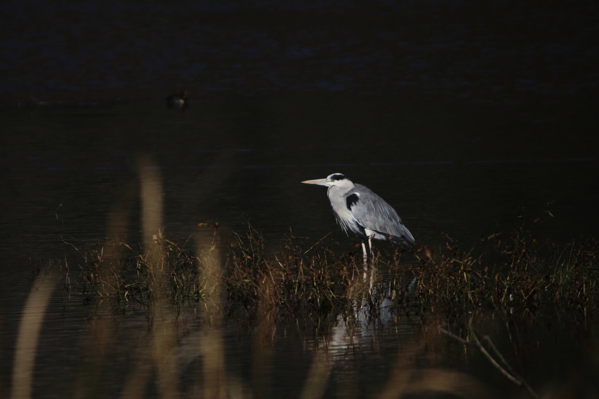 Gray Heron от Kalin Minkov - К